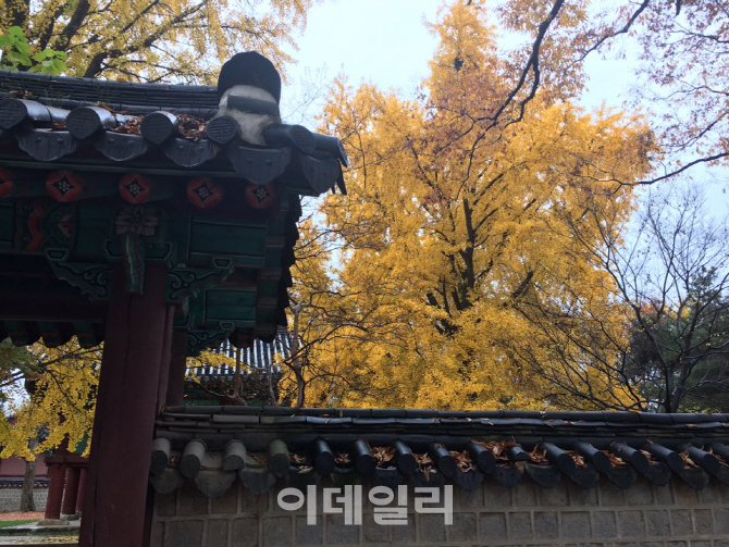  담장 너머로 보이는 은행나무                                                                                                                                                                      