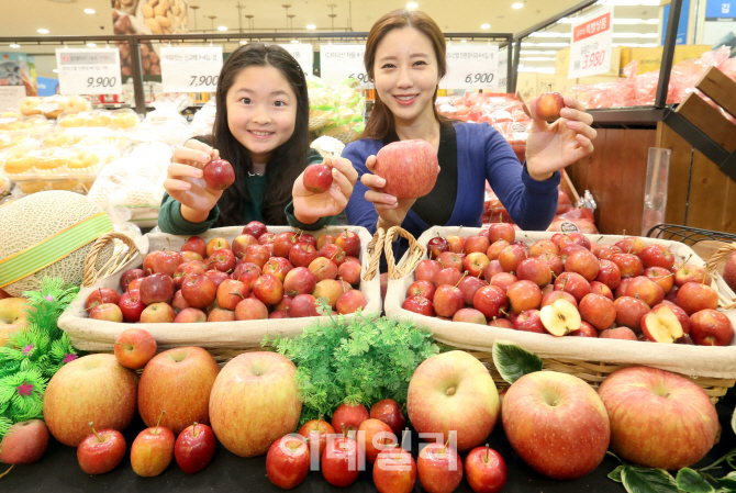 [포토]사과가 한입에 쏙! 롯데마트, 미니사과 판매