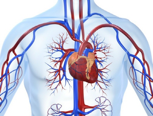 돌연사 부르는 심장질환, 심장에 좋은 음식이 치료 해답