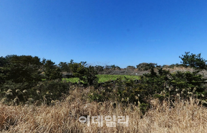 헐값 낙찰 제주땅…공항 편입 '반전'