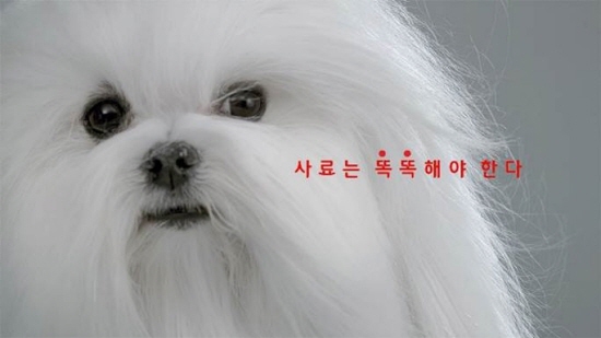세계적 반려동물 사료 브랜드 로얄캐닌 국내 TV광고 첫 공개
