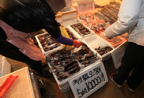 오징어 풍년, `이상고온`으로 어획량 증가… 마트 매출도 껑충