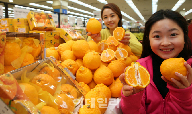 [포토]롯데마트, 제철맞은 제주산 한라봉 출시