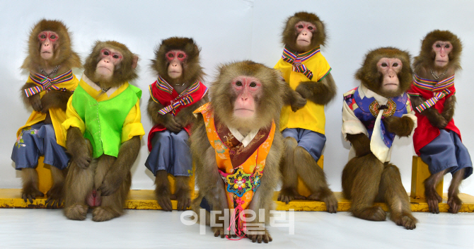 [포토]원숭이들의 병신년 새해인사