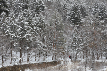  눈 뒤집어쓴 전나무숲…오롯이 나를 만나는 길
