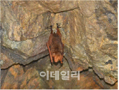 월악산·오대산서 멸종위기 1급 '황금박쥐' 산다