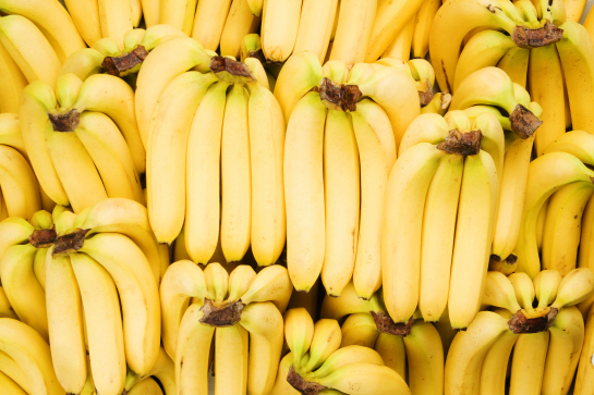 바나나, 곧 `멸종`한다… `캐번디시` 종마저 신종 곰팡이 감염