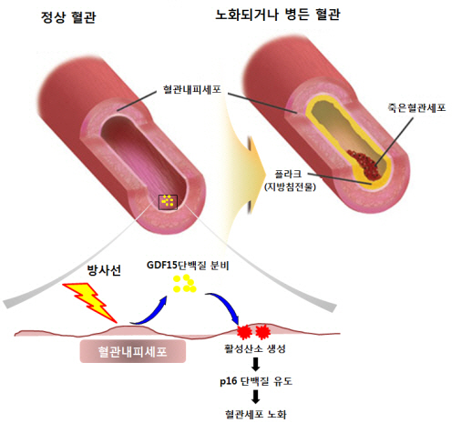 원자력의학원 "방사선 민감한 혈관 손상 줄이는 기전 밝혔다"