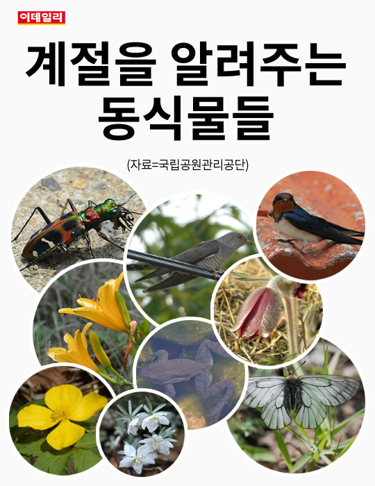 [카드뉴스] 계절을 알려주는 동식물들
