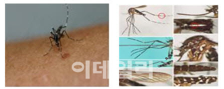 서울시, 감염병매개체 '모기' 3월 집중 방제