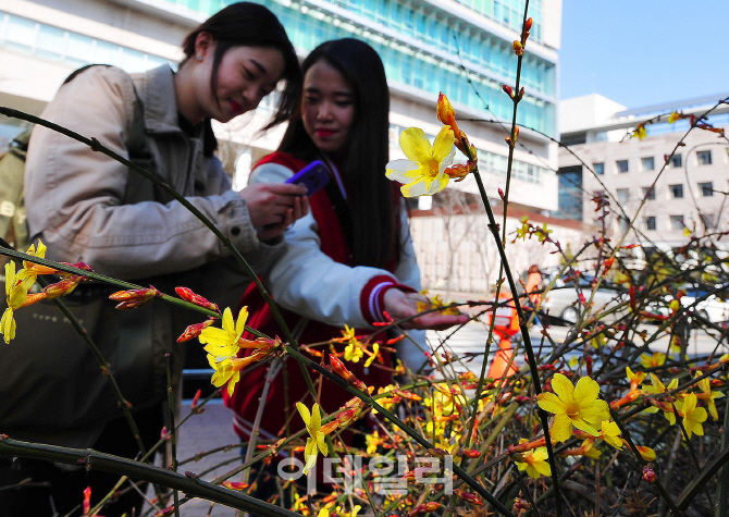 [포토]영춘화 찍는 대학생들