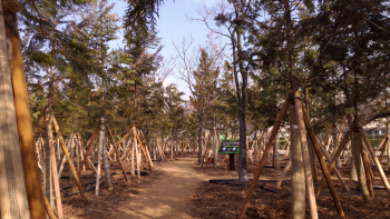 도심 속 쉼터…한강공원에 '편백나무 힐링숲' 조성
