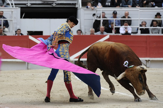 핑크빛 천으로 황소를 자극하는 투우사                                                                                                                                                              