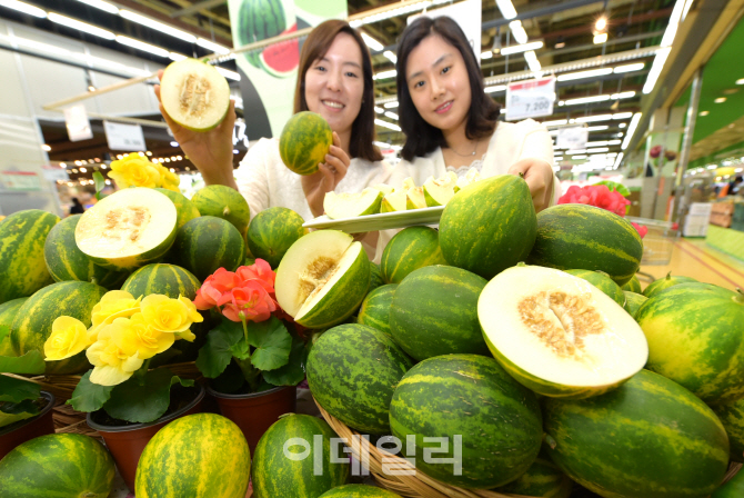 [포토]농협유통, 올해 첫 파파야메론 선보여~