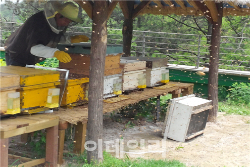 "서울 남산에서 도시양봉 배워보세요"