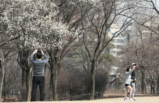 여의도 봄꽃축제로 일부 구간 교통 통제… 버스도 임시 조정