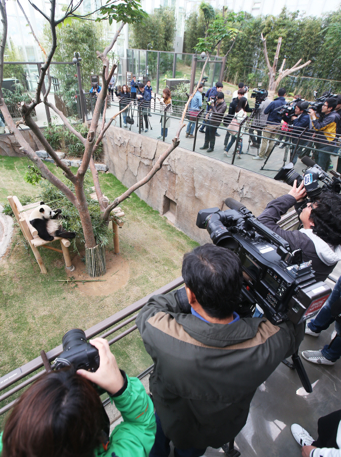 [포토] 공개된 에버랜드 판다월드