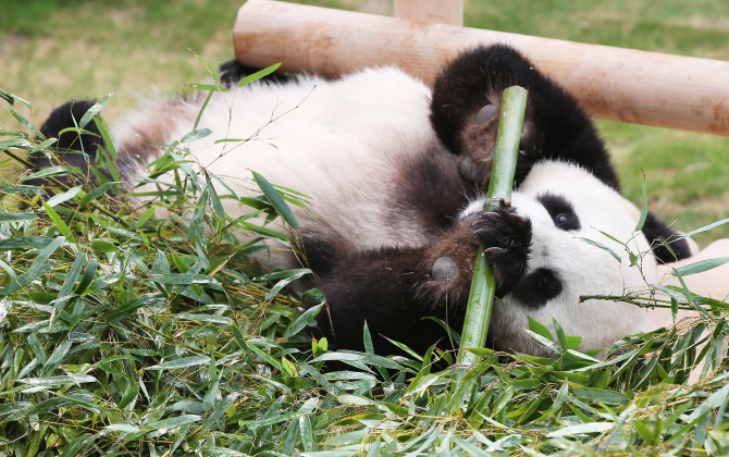 [포토] 러바오 '식사는 누워서 해야 제맛'