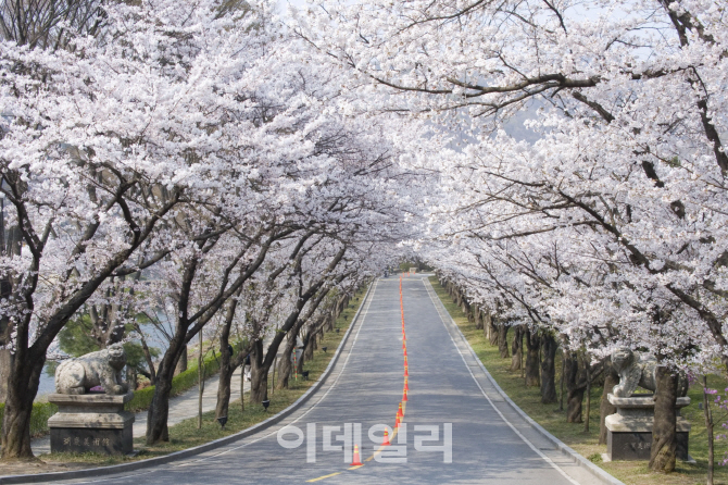 벚꽃 만발 '용인에버 벚꽃축제' 15일부터 3일간 열려