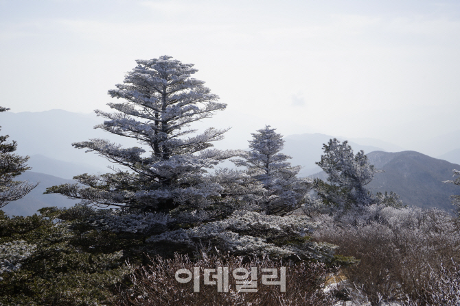 멸종위기 토종 ‘구상나무’ 복원사업 나선다