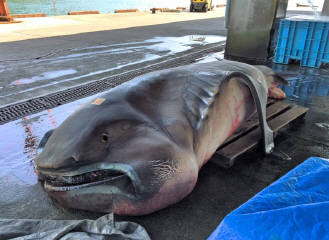 일본서 심해 상어 `메가마우스` 등장.."대지진 전조현상?"