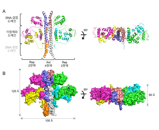 국내연구진, DNA와 결합하는 단백질의 새로운 구조와 작동원리 발견