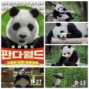 에버랜드 '판다맞이' 누적 조회수 500회 돌파