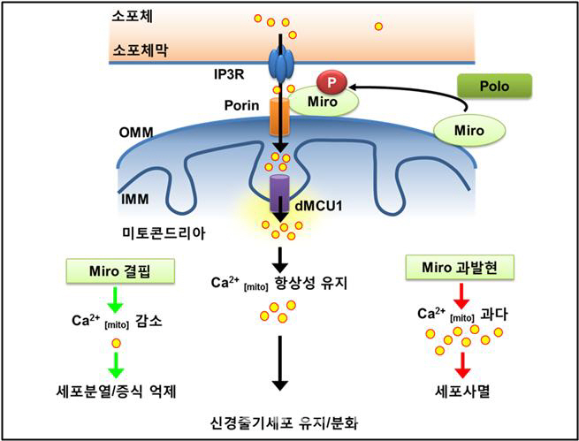 암·대사질환·신경퇴행성질환 치료제 개발 첫발 디뎠다