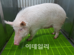 국내 연구진, ‘치매 돼지’ 첫 생산… "치매 치료 획기적 진보 기대"
