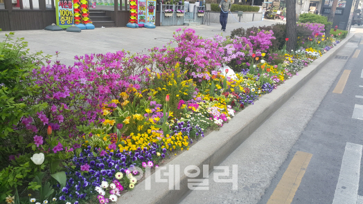 중구 "가로수 아래 띠녹지 꽃밭으로 재탄생"