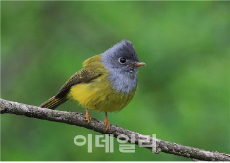 국내에서 동남아시아 서식 텃새 첫 발견