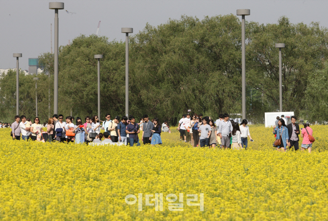 한강 유채꽃 축제, 이번 주말 개막