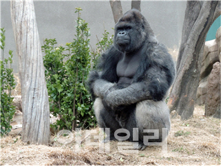 서울대공원서 몸값 가장 비싼 동물은 '로랜드고릴라'