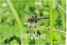 멸종위기 대모잠자리 국내 인공습지서 첫 발견