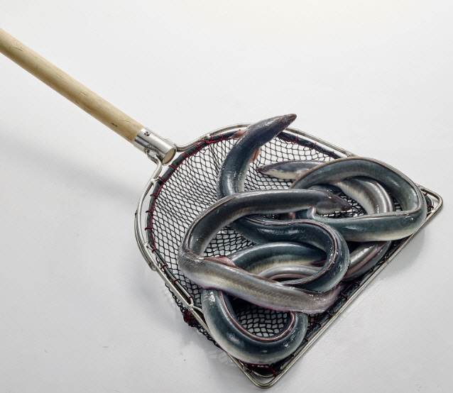 5월에 잘 나가는 보양식 알아보니..'장어·오리'