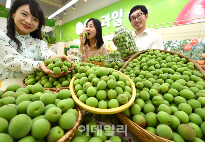 [포토] 초록보약 매실 첫 출하3