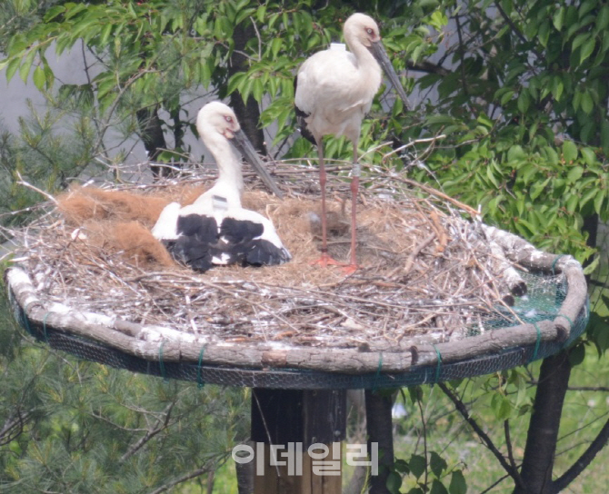 45년만에 돌아온 황새..자연 짝짓기로 2마리 부화