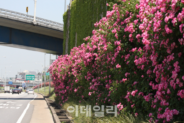 100만 송이 장미꽃 만발한 서울동부간선도로