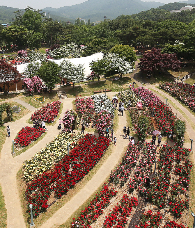 [포토] 화려한 장미 보러 오세요