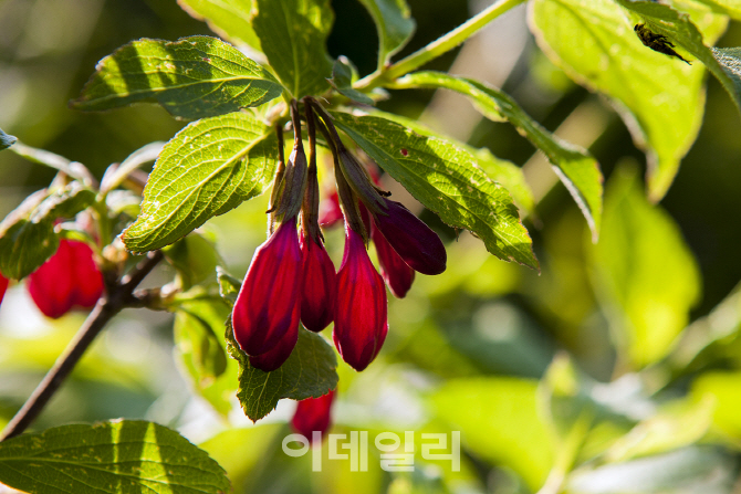 빈방없는 황금연휴…차라리 '숲길 산책' 할까