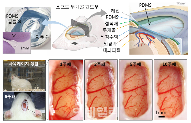 IBS, 살아있는 동물의 뇌를 관찰&실험할 수 있는 소프트 윈도 개발 성공