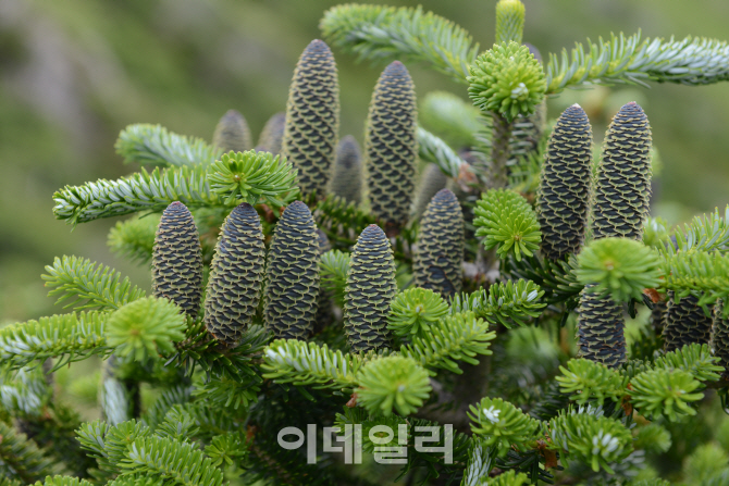 [포토] 한라산 구상나무