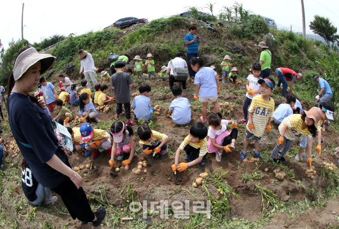 [포토]서초구, 감자 캐기 체험 '사랑을 나눠요~'