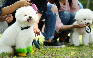 '강아지 공장' 없앤다…반려동물 산업 양성화