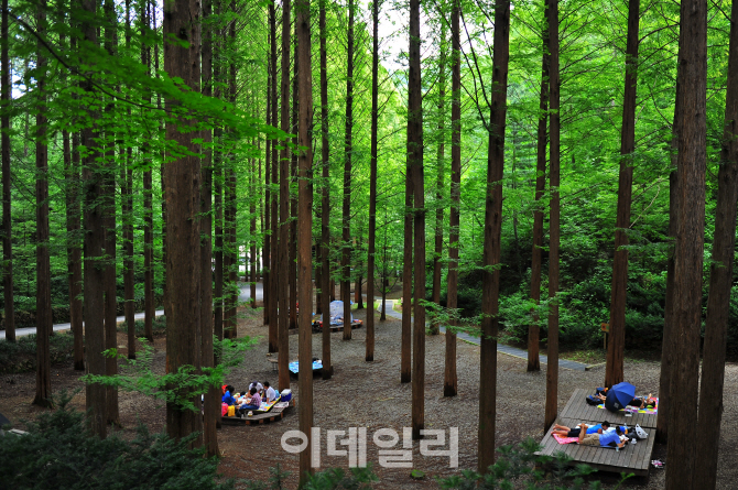 산림청 '산림으로 국가부강을 숲으로 국민행복을'