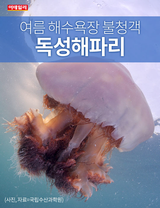  여름 해수욕장 불청객, 독성해파리