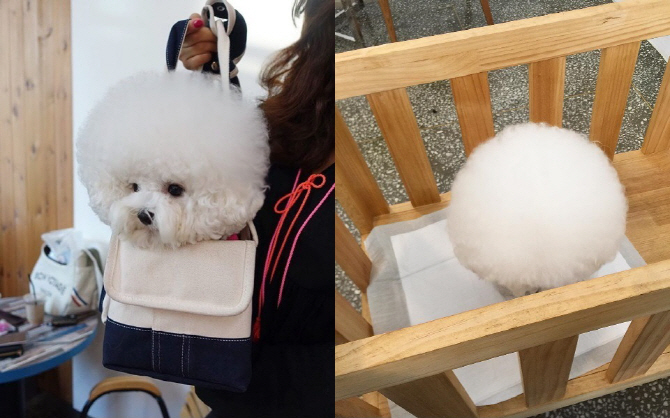 `솜사탕` 강아지 토리, 사랑스러움에 일본과 영국 매체도 집중