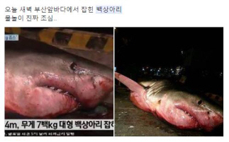 부산서 백상아리 잡히고 까마귀떼 날았다?..잇따른 괴담에 수사 의뢰