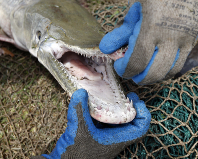美 강가에 악어 닮은 물고기 `엘리게이터 가아` 출몰                                                                                                                                                       