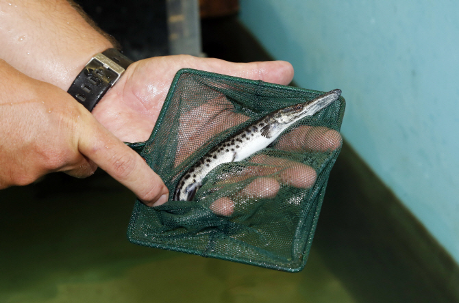 강가 괴물의 귀환, 새끼 `엘리게이터 가아`의 모습                                                                                                                                                   